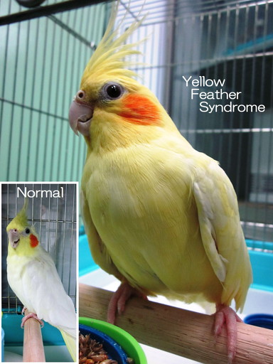 Yellow Feather Syndrome(YFS・わいえふえす・いえろーふぇざーしんどろーむ)