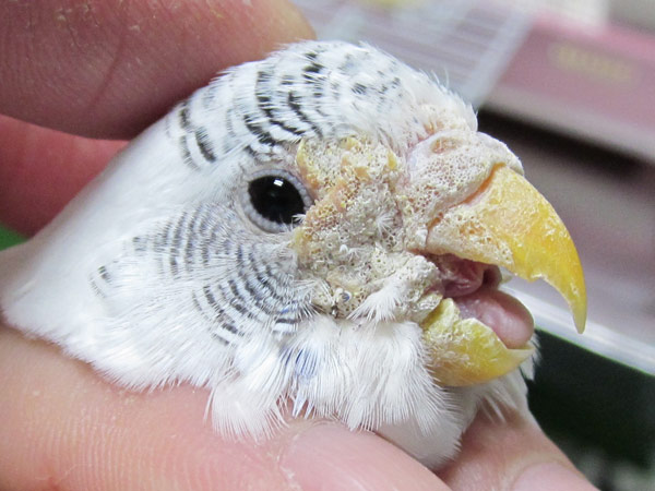 小鳥の見た目や動き・便の異常の際は、川口の小鳥のセンター病院へ